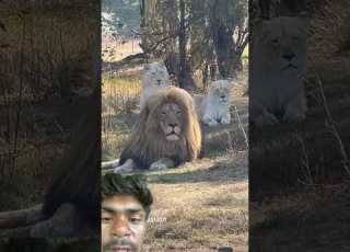 Sher Ka Bedna And Sher View Lion Animallife Animalsize Youtubeshorts Trending Yogeshprankstar