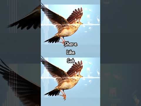 Skylark Call صوت المطوق