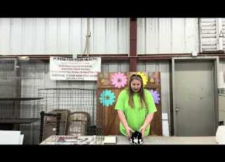  Rabbit Handling Flipping