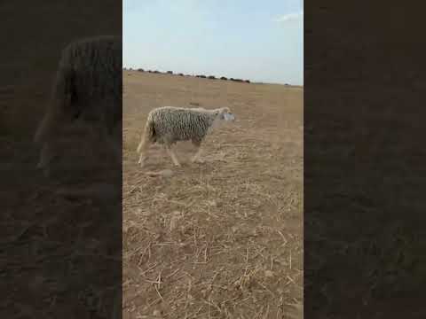 خروفي يا خروفي