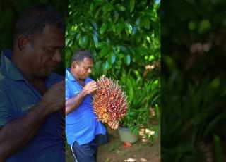  This Palm Fruit Will Change Your Mind