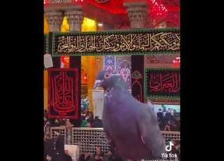 انه طير ومنجرح الرادود مرتضى حرب