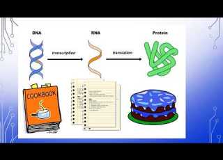 CureLGMD2i R9 Discussion On Genetic Testing