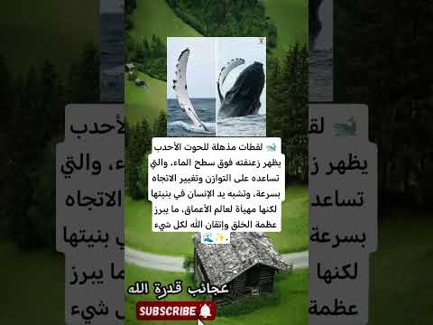 الحوت الأحدب يظهر زعنفته أسرار التوازن والتحرك السريع في أعماق البحار الحوت الأحدب يظهر زعنفته أسرار التوازن والتحرك السريع في أعماق البحار