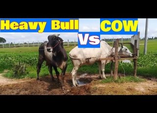 Best Cow And Bull Meeting Mating Cow Farming