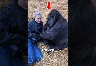 Cette Fille Trouvé Le Meilleur Ami Shorts Gorille