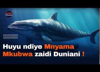 HUYU NDIYE MNYAMA MKUBWA ZAIDI DUNIANI