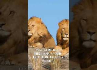 Get To Know Lions Animallover Animals Animalshorts Kidseducationvideo Kidsstation