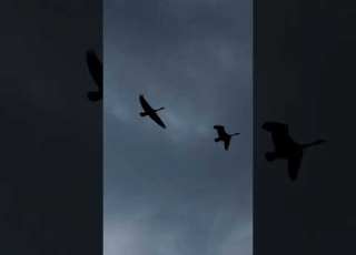  Geese Flying
