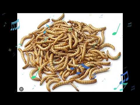 تەفسیر خەوبینین بە کرم لە جەستە لە خواردن یان لە ماڵدا