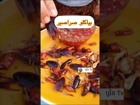 اغرب اكل الصراصير طبخ الغداء مأكولات مطبخ