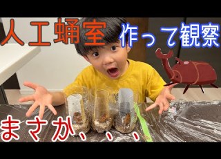 カブトムシ 人工蛹室を作ってサナギを観察したらまさかの