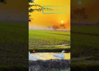 گاؤں کے سبز کھیت اور بطخیں Village Life In Pakistan Beautiful Naturenatur Navedio Beatiful