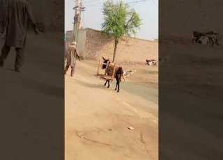 چاچا کھوتی لے کر جا رہا تھا تو راستے میں کتا کھوتی کے پیچھے دوڑا تو Jutpunjabi Shokibhai Viral