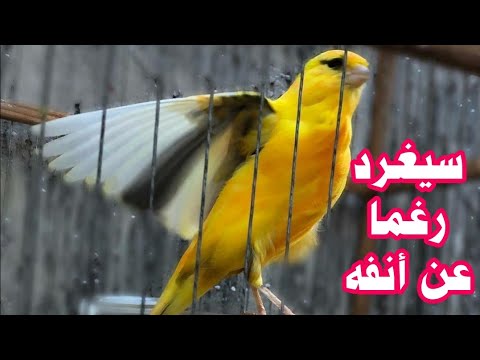 هل تبحث عن تغريد كناري يحفز طيورك على الغناء أسمعه هذا دقاىق لكن فعاااال Canary