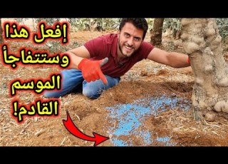What Should You Do For Your Trees Now In The Last Month Of The Year So That You See Amazing Res