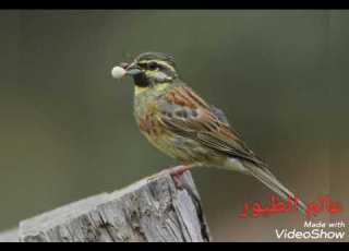  تغريد طائر البوح المغربي تكميل حلقة ويدانية