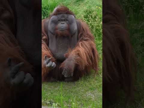 قرد قرد في الحمام قرد يغتسل تدريب الحيوانات تحدي القرد