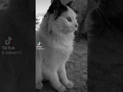 طاح الليل طاح