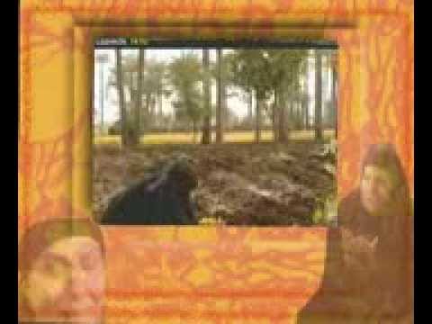 الست دي امي خالد عجاج