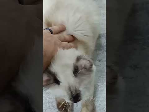 ازاي تخلي القطة تسمع كلامك