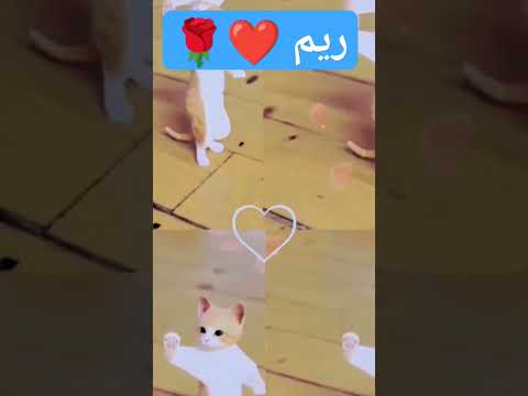 ريم ريم ريمه ريم Shorts Short Cat Funny ترند السعودية ترند