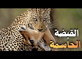 الفهد المرقط صراع لا يرحم من أجل البقاء في البرية