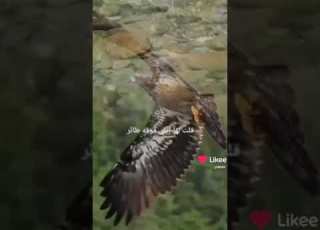 قالت الا لا تاتي دارنا