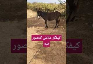 الحمار موروث مغربي اكسبلور في طريق الانقراض