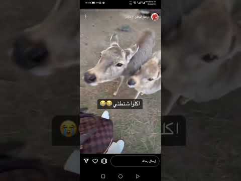 ريم انيميشن