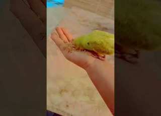 انا جامي جامي تحكم فيا وليا ابلور