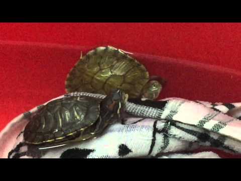 صوت سلحفاة سبحان الله