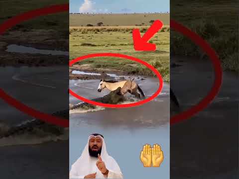 الحقيقة التى صدمة الملايين تمساح يتقفز فوق فهد لينجوااحصان من الافتراس Allah Dua اكسبلور الحقيقة التى صدمة الملايين تمساح يتقفز فوق فهد لينجوااحصان من الافتراس Allah Dua اكسبلور