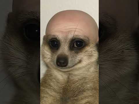 Ahlele Ahlelas Ah Lele Ahlalas Alelele Alalas Ahelele Ahelalas Ahleleahlelas