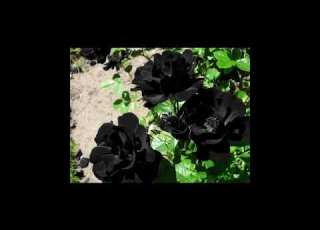  ورود سوداء Black Roses କଳ ଗ ଲ ପ क ल ग ल ब Siyah Güller Shorts