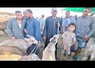 العجول اللباني جاموس بتمن المعيز ايه اللي يخليك تشتري معزه لما ممكن تجيب بتمنهم عجول