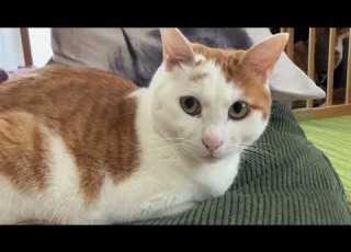  Super Ultimate Sweet Cute Cats 2026 May 24th