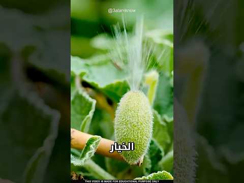 ما سر الخيار القاذف