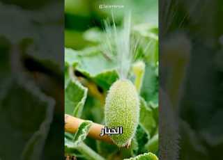  ما سر الخيار القاذف