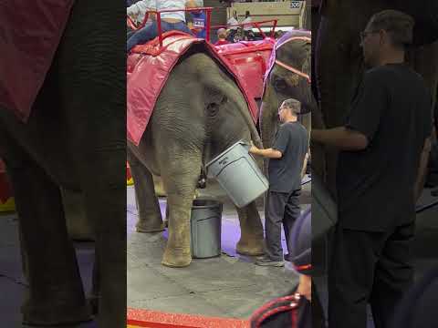 Welcome To The Circus