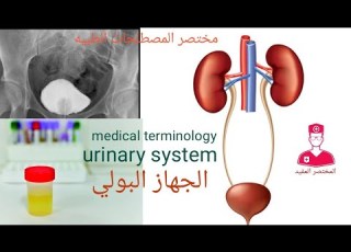 06 مصطلحات طبيه الجهاز البولي Urinary System Medical Terminology