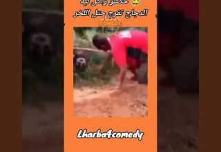 هههههه حصلو واكل ليه الدجاج هادي هيا الحصلة ديال الكلاب متابعة يوصلك ديما الحماق بلا وراق Comedy