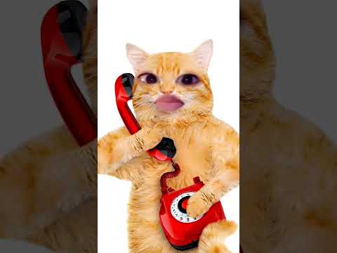 قطه بتتكلم في التليفون السعودية قطط رمضان رمضان كريم مضحك ضحك