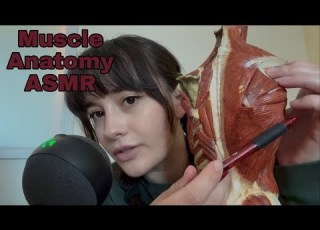  Muscular System For Human Anatomy Physiology ASMR
