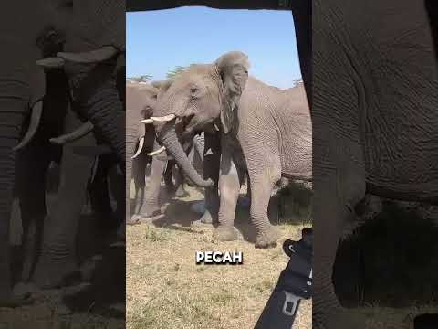 Gajah Melahirkan Dengan Cara Yang Unik Begini Prosesnya Faktamenarik