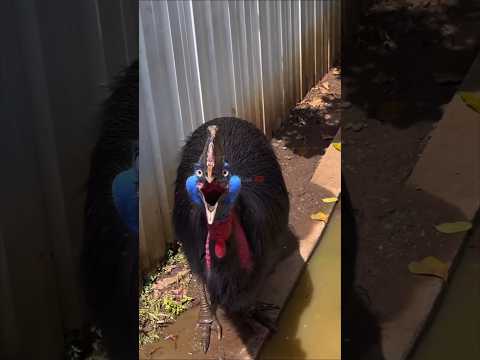 5 طيور اصواتها مرعبة والأخير مش هتصدق صوته