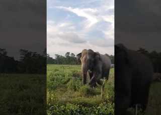 27 August 2025 Years Assam Elephant