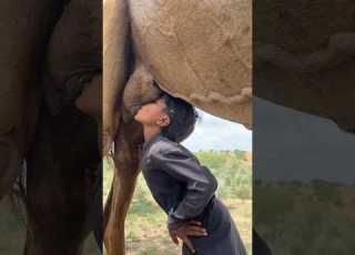 الرجل يشرب حليب الناقة من ضرعها وكأنه ابنها الصغير
