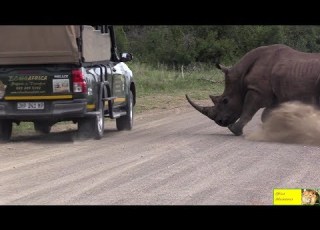  Angry Rhino Bull Charge Cars In Kruger National Park