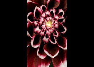  How The Dahlia Flower Blooming Time Lapse Shorts